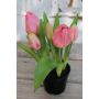 Kunsttulpe CAITLYN im Dekotopf, rosa-grün, 25cm, Ø2-6cm