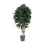 Deko Mango CORINDA, Echtstamm, grün, crossdoor, 200cm - Made in Italy