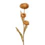 Dekoblume Kap-Strohblume BERLENA, cognac, 60cm