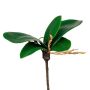 Dekoblätter Phalaenopsis Orchidee ZULKRAM, Steckstab, Luftwurzeln, 15cm
