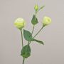 Künstlicher Zweig Lisianthus RINARA, creme-grün, 65cm, Ø4,5-7cm