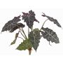 Künstliche Alocasia Sanderiana AINARA, grün-weiß, 60cm