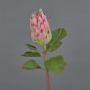 Unechte Protea SHUHUI, rosa-grün, 60cm, Ø8cm