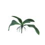 Kunstblätter Phalaenopsis Orchidee WUJUAN mit Luftwurzeln, 35cm