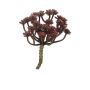 Deko Echeveria macdougallii ULUO auf Steckstab, burgunderrot, 19cm