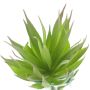 Deko Sukkulente Agave decipiens DEYUNA auf Steckstab, grün, 18cm