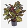 Künstliche Calathea Makoyana BIJAN, buschig, grün-rot, 80cm