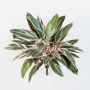 Kunstpflanze Cordyline Fruticosa THAIS auf Steckstab, grün-rosa, 50cm