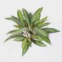Künstlicher Drachenbaum Fragrans MERON auf Steckstab, grün-gelb, 50cm