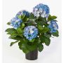Künstliche Hortensie HARUKA, blau, 55cm, Ø10-15cm