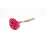 Trockenstrauß AVISSA, Brasilianische Hügelblume, pink, 45-60cm, Ø13cm