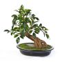 Künstlicher Bonsai Ficus TAKI in Keramikschale, 40cm