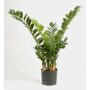 Kunstpflanze Zamioculcas Zamiifolia AKONO, 100cm