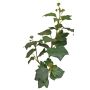 Unechter Efeu Zweig TOYAH mit Früchten, grün, 65cm