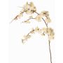 Dekozweig Japanische Zierkirsche ZORYA mit Blüten, creme-rosa, 125cm