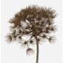 Plastik Blume Bärenklau JEROME, braun, 80cm, Ø20cm