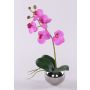 Deko Phalaenopsis Orchidee ZARMINAH im Keramiktopf, Wurzeln, cerise, 30cm