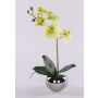 Deko Phalaenopsis Orchidee ZARMINAH im Keramiktopf, Wurzeln, creme-grün, 30cm