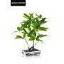 Bonsai künstliche Glückskastanie IVANO in Keramikschale gemustert, grün, 60cm