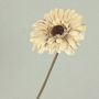 Gerbera künstlich TUNGUSKA, Trockenoptik, creme-beige, 55cm, Ø11cm