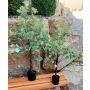 Eukalyptus Baum künstlich WISGARD, Kunststamm, grün-grau, 90cm