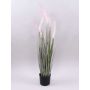 Deko Lampenputzergras PARIDKO mit Rispen, rosa-grün, 90cm