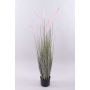 Deko Lampenputzergras PARIDKO mit Rispen, rosa-grün, 120cm