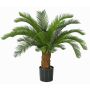 Dekopalme Cycas SLITAL, 80cm