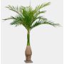 Plastik Ravenea Palme KOKIN, 265cm