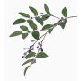 Dekozweig Heidelbeere PETRINA mit Beeren, blau, 80cm