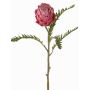 Unechte Protea BREGANSA, altpink, 65cm, Ø7cm
