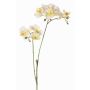 Kunstblumenzweig Phalaenopsis Orchidee VILLANI, weiß-grün, 60cm, Ø3,5-5cm