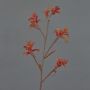 Deko Kängurublume LEOBER, rot-orange, 75cm, Ø4-8cm