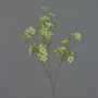 Teepflanze Zweig künstlich ZEWENGA mit Blüten, hellgrün, 85cm, Ø2,5-3cm