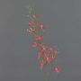 Künstlicher Cattleya Orchideenzweig TRASSA, rot-orange, 80cm, Ø4-8cm