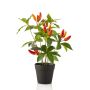 Künstliche Chili Pflanze KIRKI mit Früchten, im Dekotopf, orange-rot, 35cm
