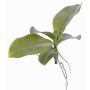 Kunstpflanze Phalaenopsis Orchidee PRIMUS, Luftwurzel, 19x34cm
