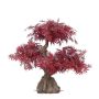 Künstlicher Bonsai Ahorn KAMARU im Erdball, rot, 55cm