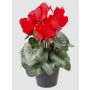 Alpenveilchen künstlich HEIDI im Dekotopf, rot, 25cm, Ø5-8cm