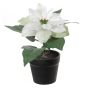 Kunstblume Weihnachtsstern DAYLANA im Dekotopf, weiß, 15cm