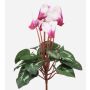 Künstliche Alpenveilchen VERIANA auf Steckstab, weiß-pink, 30cm