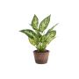 Fake Pflanze Dieffenbachia VARONICA im Dekotopf, grün, 28cm