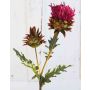 Kunstblume Edeldistel TALISHA, pink, 55cm, Ø8cm