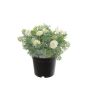 Kunst Studentenblume OLVERIA, creme, 18cm