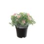 Kunst Studentenblume OLVERIA, rosa, 18cm