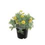 Kunst Studentenblume OLVERIA, gelb, 18cm