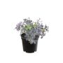 Kunstpflanze Glücksklee PELDONIA, violett, 16cm