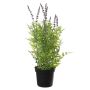 Kunstblume Ehrenpreis JEINA im Dekotopf, violett, 80cm