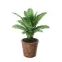 Kunstblume Guzmania TAVERIA im Dekotopf, grün, 40cm