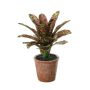 Kunstblume Guzmania TAVERIA im Dekotopf, braun-grün, 40cm